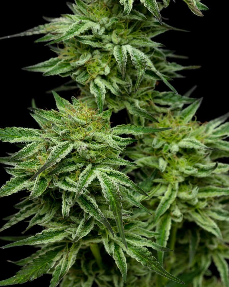 Mountaintop Mint, Фасовка: 3, изображение 2